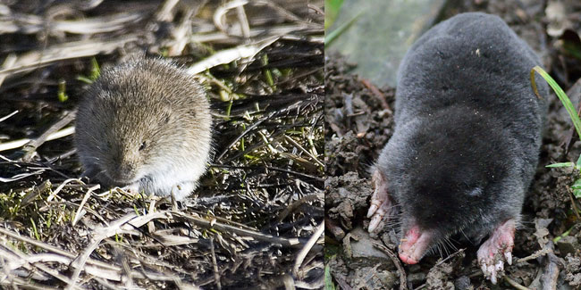 The Difference Between Moles And Voles Colonial Pest Control,Marscapone