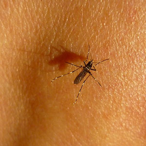 Mosquito on neck