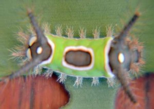 Saddleback caterpillar