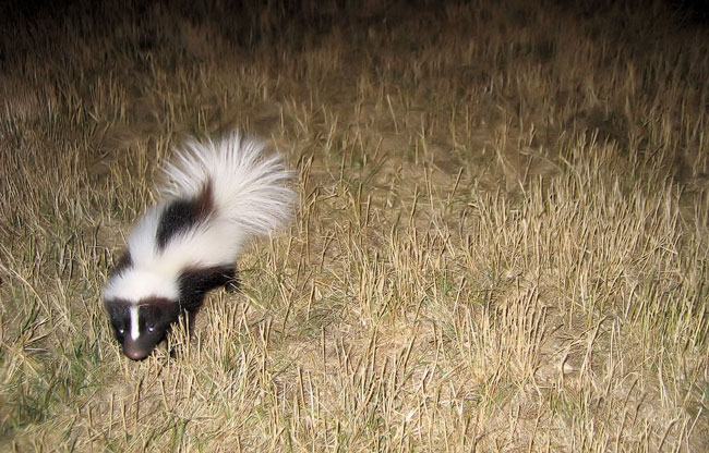 Skunk digging in the yard