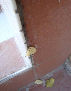 Small ants in home