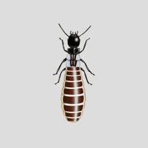 Termite control around the house