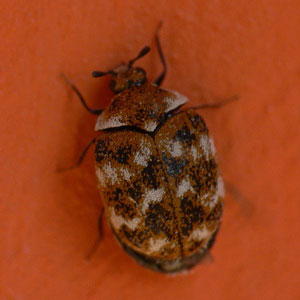 The source of carpet beetles