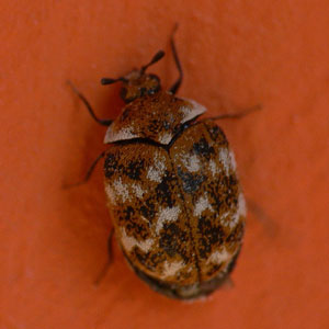 Are Carpet Beetles Dangerous Boo S Bug Stoppers