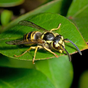 Yellowjacket trouble in summer