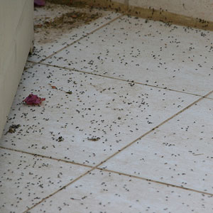 Ants on floor in home
