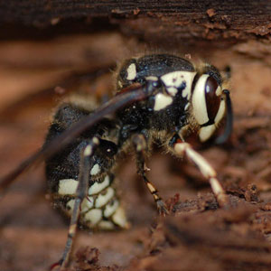 Baldfaced hornet upclose