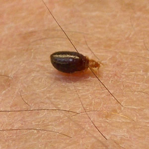 Bed bug eating