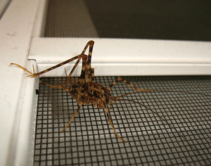 Camel cricket on window