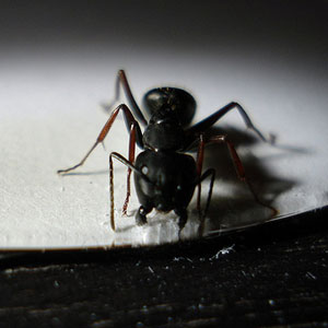 Carpenter ant problem in house