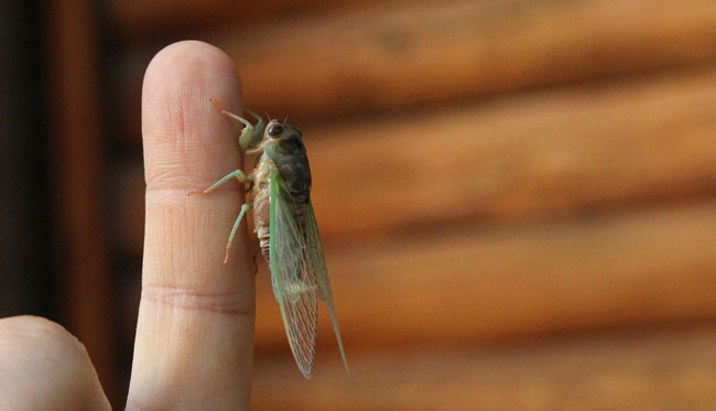 Cicada hatching on finger