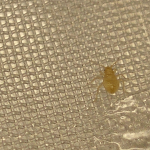 Getting rid of bed bugs off mattress