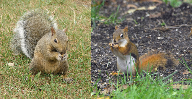 Gray squirrel and red squirrel difference