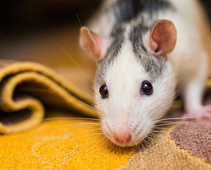 Mouse on fabric
