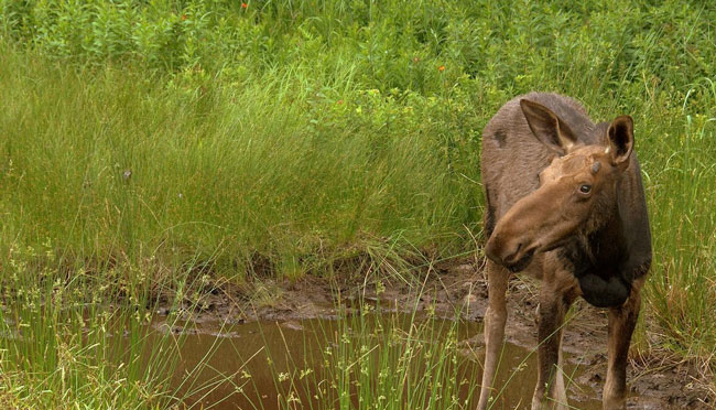 New Hampshire moose