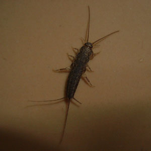 Silverfish in duplex