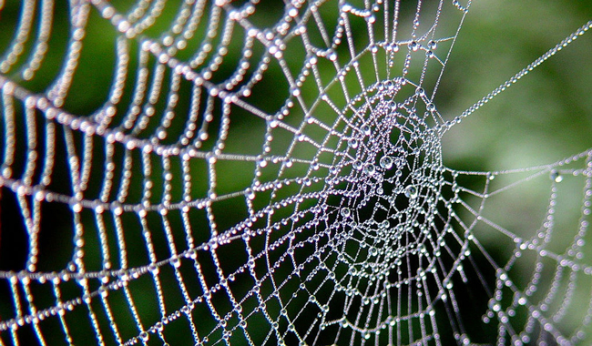 Spider webs around home