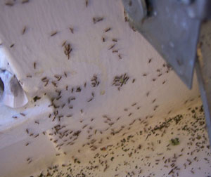 Ants surrounding home