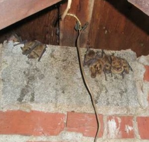 Bats in the attic hanging