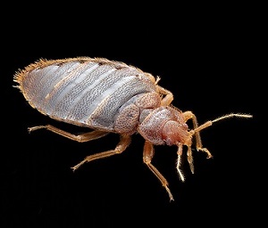 Bed bug landlord NH law