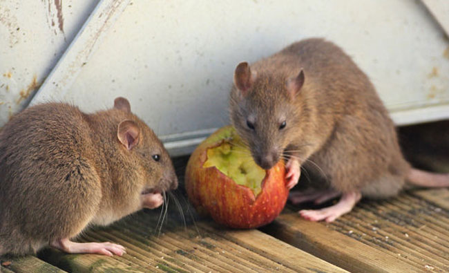 Brown rats eating