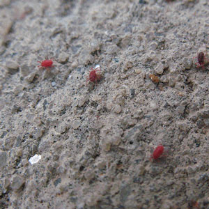 Clover mites in fall