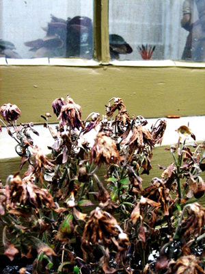 Dead bush in yard