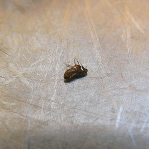 Dead flea on floor
