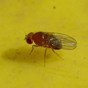 Fruit fly problem