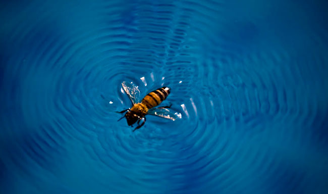 Honey bee in pool