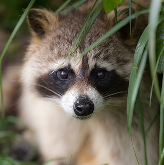 Raccoon nesting in home