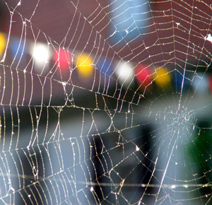 Spider web on street