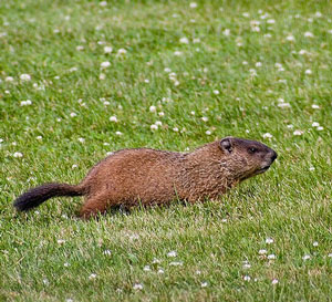 Woodchuck at house