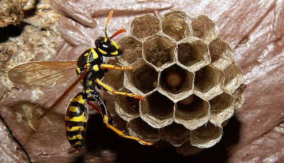 yellow wasp nest