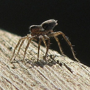 Ballooning spider