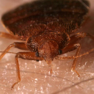 Bed bug control