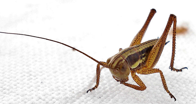 Brown cricket nymph