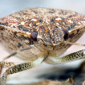 Brown marmorated stink bug in home