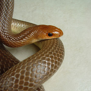Brown snake in house