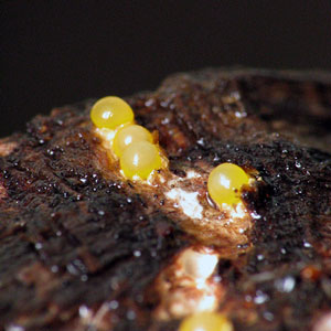 Close up picture of cannonball fungus