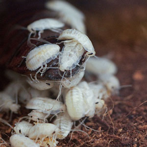Cockroach babies