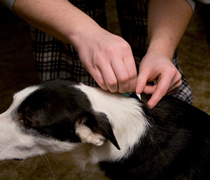 Fleas on house dog