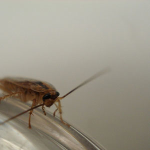 German cockroach in home