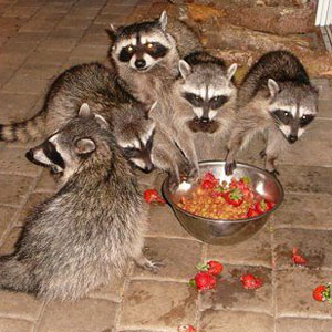 Raccoons eating food