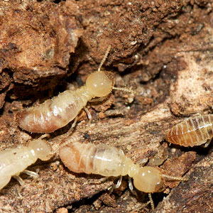 Termites and damage
