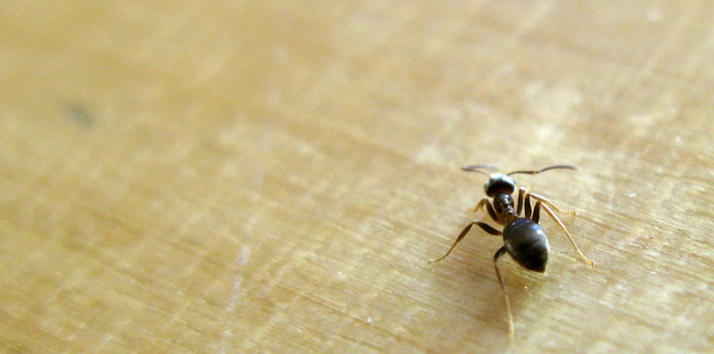 Ant on Dinner Table Thanksgiving