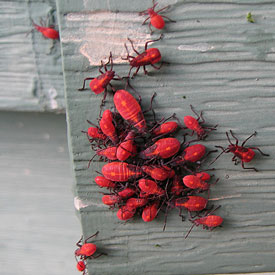 Boxelder bug nymphs