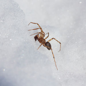 Insects in winter New England