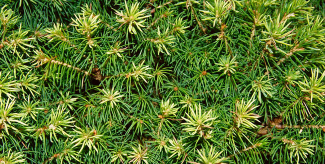 Insects on Christmas tree