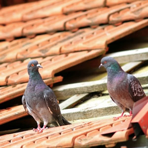 Pigeon droppings on roof are harmful